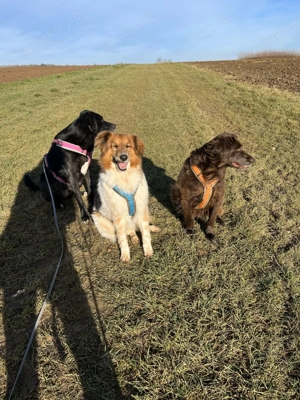 Gino, geb. Nov. 2022, kastriert Bild 4