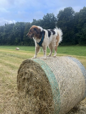 Gino, geb. Nov. 2022, kastriert Bild 9