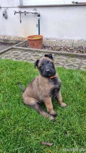 Malinois Welpen