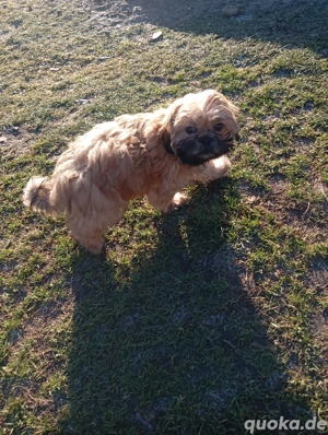 Süßer Mischlingsrüde