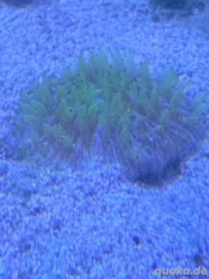 Fungia Rainbow  Meerwasser Koralle