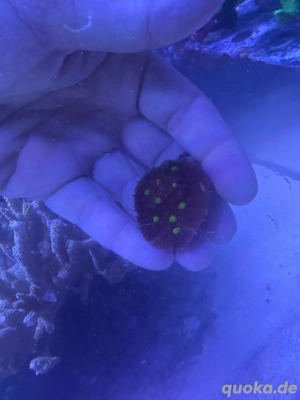 Chalice Golden Eye Koralle 