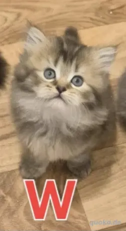 Süßes Perser-Baby (weiblich) sucht ein neues liebevolles Zuhause!   