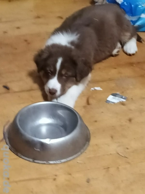 Australian Shepherd Welpen ohne Papiere 