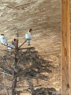 Stieglitze zu Verkaufen