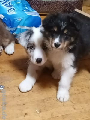 Australian Shepherd Welpen ohne Papiere 