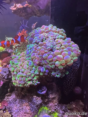 Euphyllia Paraancora Hologramm