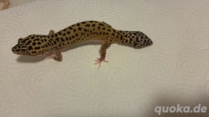 leopardgecko 