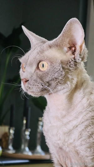 Wurfankündigung Devon Rex Kitten Blue Tortie