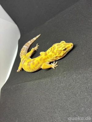 tremper albino männchen 