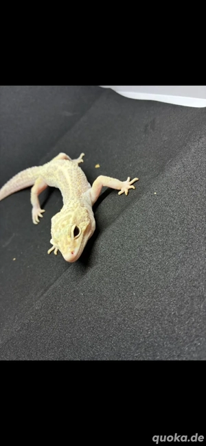 leopardgecko weibchen 