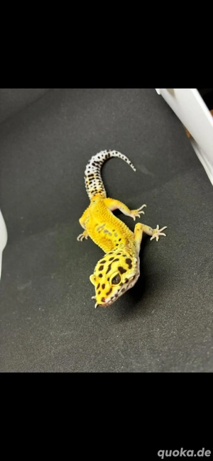 leopbardgecko 