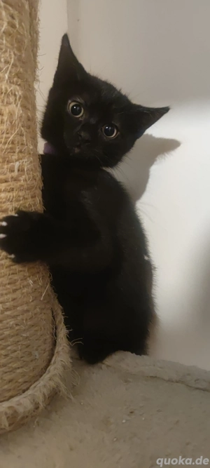    Süße Babykatze abzugeben 1 Katze   