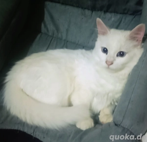 Türkische Angora Mädchen, Katze