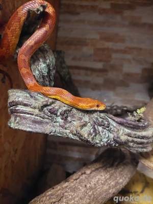 Kornnatter, weiblich, wildfarben, 10 Jahre alt