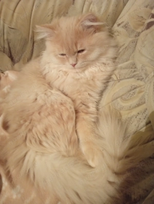  BKH  BlH Kater 5 Monate sucht ein neues Zuhause 