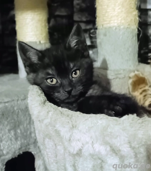 BKH Kater , super lieb und Menschenbezogen 