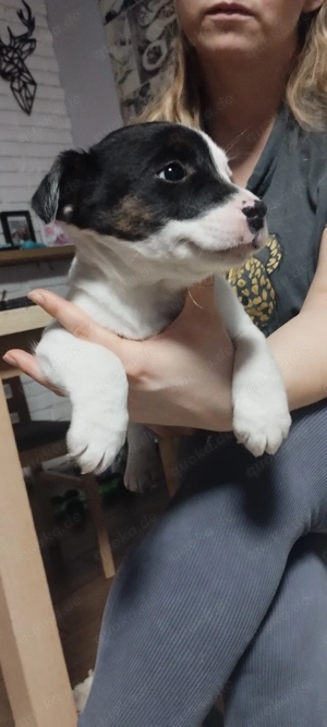 Kräftige Französische Bulldogge-Zwergpinscher Malteser Mix Welpen noch ein Weibchen & ein Männchen 