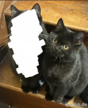 Britisch Kurzhaar Kitten dürfen Ausziehen