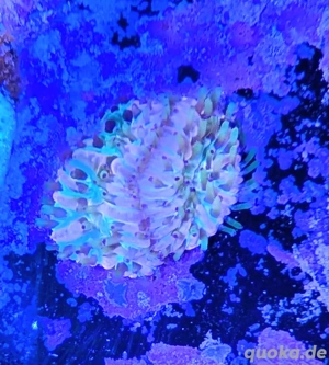 Fungia Rainbow Koralle Meerwasser Salzwasser Aquarium  Bild 3