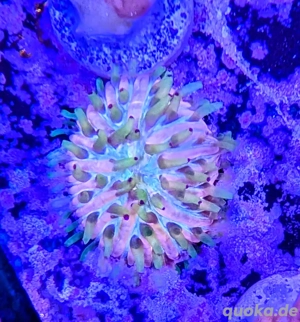 Fungia Rainbow Koralle Meerwasser Salzwasser Aquarium 