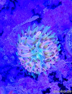 Fungia Rainbow Koralle Meerwasser Salzwasser Aquarium  Bild 2