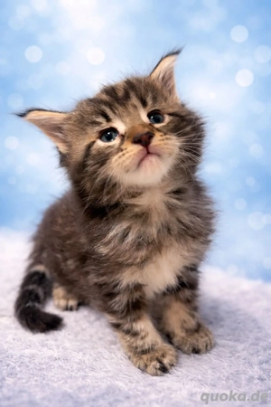 Main Coon Kitten