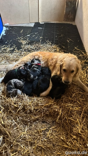 Welpen Golden Retriever x Australian Sheperd