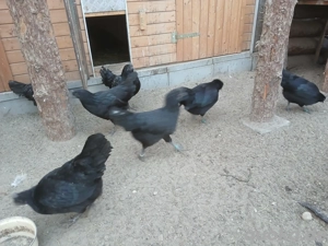 Ayam Cemani zu verkaufen