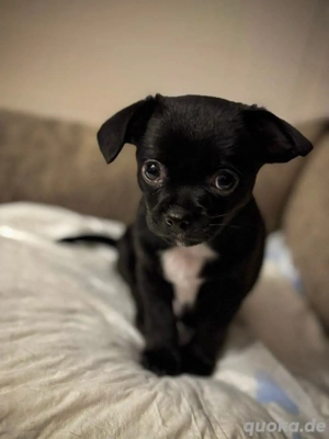 Zwei süße Chihuahua-Rüden suchen ihr Für-immer-Zuhause