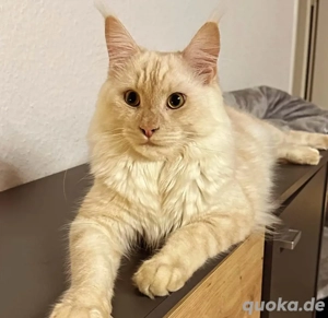 Maine Coon Kater 
