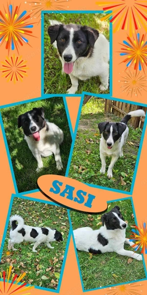 sehr liebe, katzenverträgliche, menschenbezogene Hündin "Sasi" sucht ein Zuhause 