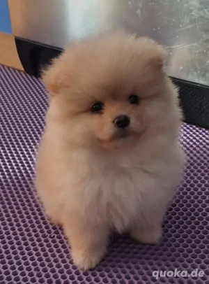 Zu verkaufen: Kleine Spitz-Welpen.