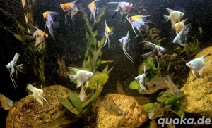 Skalare in verschiedenen Farben 