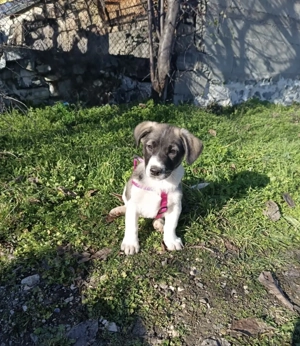 Adem sucht ein Zuhause 