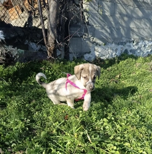 Joy sucht ein Zuhause 