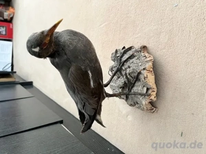 Präparat Vogel -Jägerbestand