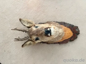 Rehkopf Präparat auf Holzbrett