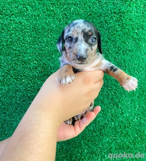 Ein Mann und ein Weibchen stehen zur Verfügung, bereit für ihr neues Zuhause. Unser entzückender Ped