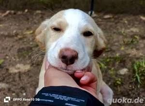BONNIE   ein kleines Wunder auf vier Pfoten 