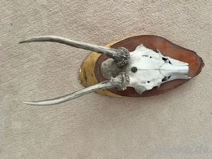 Verschiedene Tierpräparate Schädel teilweise auf Holzbrettchen 