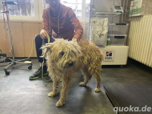  Patika, z. Zt. in Ungarn, mit meiner guten Laune bin ich die beste Medizin. 