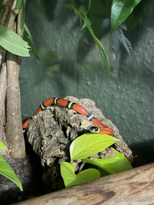 Lampropeltis sinaloa