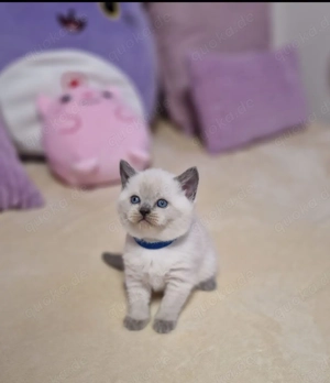 BKH Britisch kurzhaar 