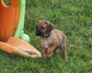 Rhodesian Ridgeback Welpen 