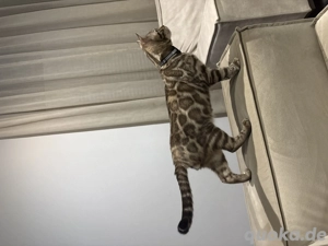 Bengal Kater 6 Monate alt 
