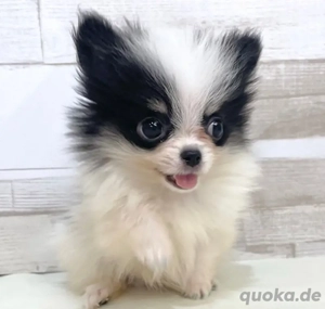 Gesunde reinrassige Pomeranian-Welpen.