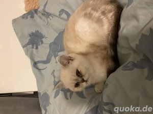 Britisch Kurzhaar Kitten sucht dringend neues Zuhause (12 Wochen alt)