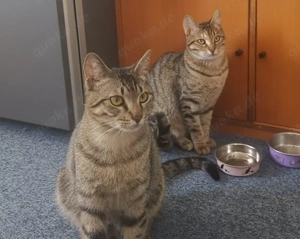 liebe, verspielte Katzen Chopin und Sonata suchen zusammen ein tolles Zuhause