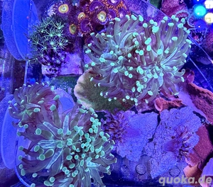 Korallen Ableger, verschiedene vorhanden.